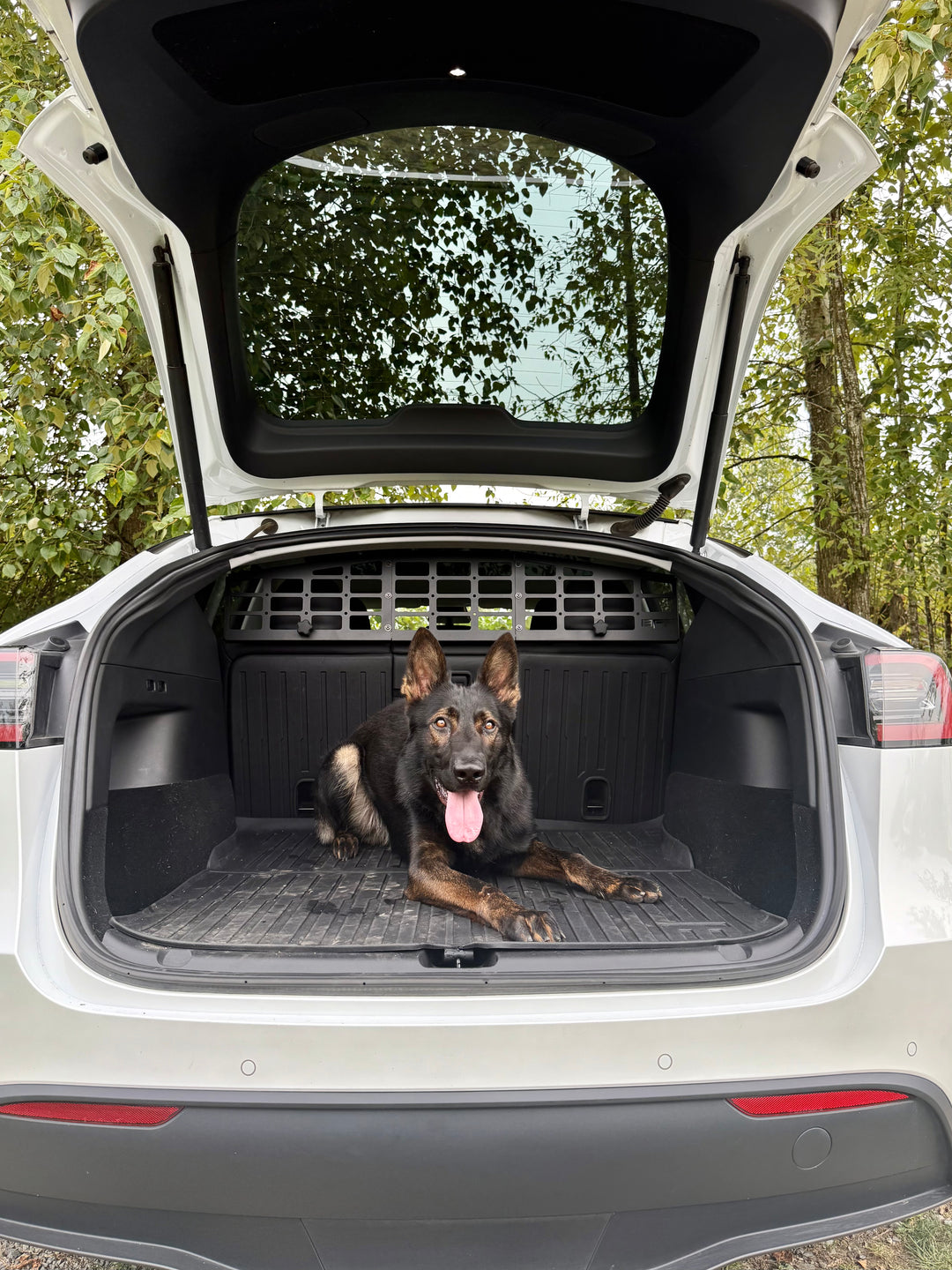 Black German Shepherd lying in the cargo area of a white Tesla Model Y with an installed BPF Molle Style Pet Barrier Tesla Model Y 2020-CURRENT securing the pet space safely.