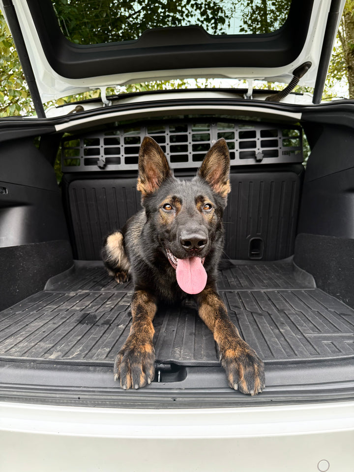 Black and tan German Shepherd dog lying in the rear cargo area of a vehicle equipped with the BPF Molle Style Pet Barrier Tesla Model Y 2020-CURRENT, designed to keep pets secure while driving.